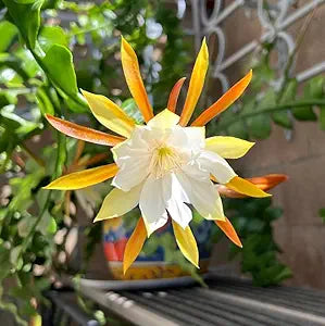 Epiphyllum Flower Seeds for Planting – Heirloom, Non-GMO, Low Maintenance, High Germination Organic Garden Seeds