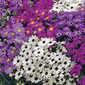 Mixed Brachyscome Flower Seeds for Planting – Drought Tolerant, Heirloom, Non-GMO, High Germination Organic Garden Seeds