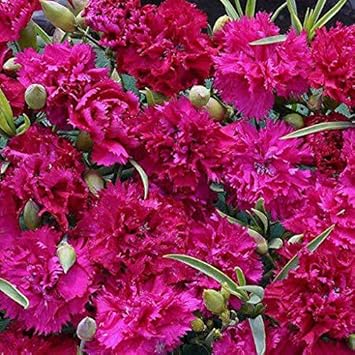 Flower Seeds, Seeds,Seeds For Planting,Plant Seeds