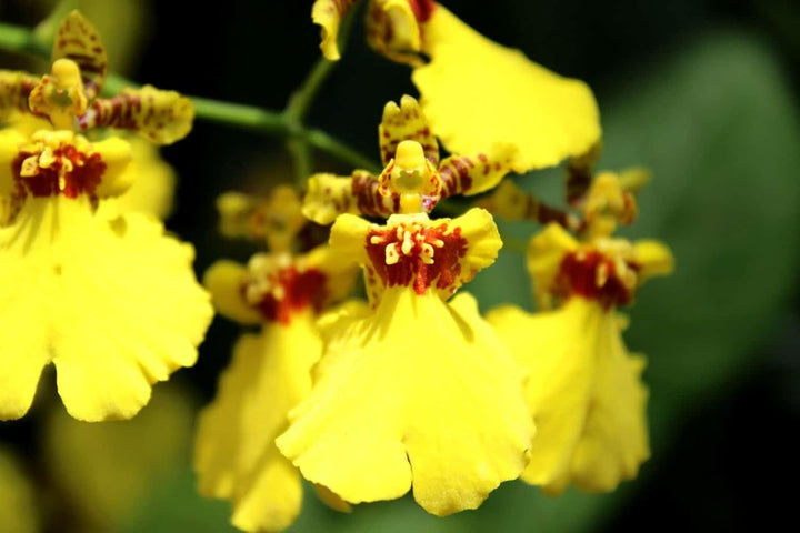 Flower Seeds, Seeds,Seeds For Planting,Plant Seeds
