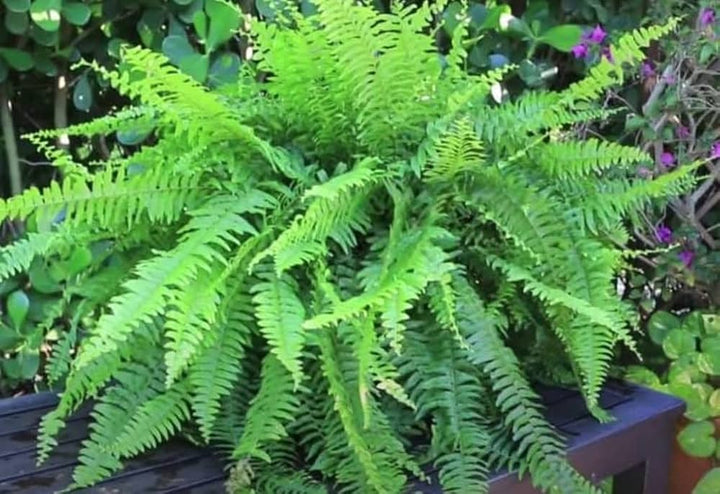 Pink Green Fern Seeds for Planting – Heirloom, Non-GMO, High Germination Organic Garden Seeds