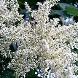 Flower Seeds, Seeds,Seeds For Planting,Plant Seeds