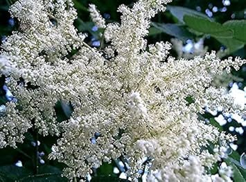 Flower Seeds, Seeds,Seeds For Planting,Plant Seeds