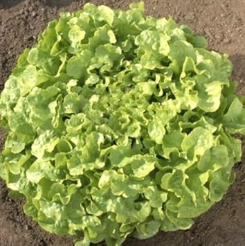 Vegetable Seeds,Garden seeds, Seeds For Planting,Plant Seeds