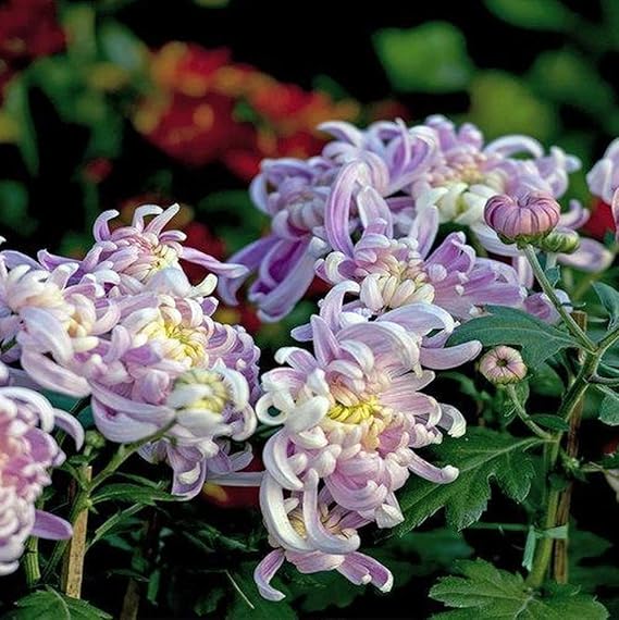 Pink Chrysanthemum Flower Seeds for Planting – Heirloom, Non-GMO, High Germination, Organic Garden Seeds
