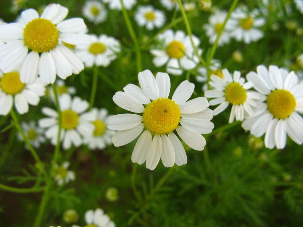 Chamaemelum Flower Seeds for Planting – Beautiful Chamomile Blooms for Garden & Pots