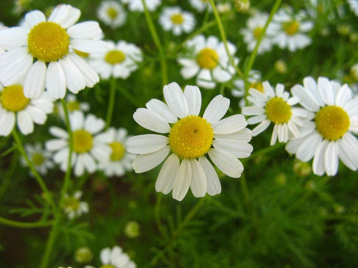 Chamaemelum Flower Seeds for Planting – Beautiful Chamomile Blooms for Garden & Pots