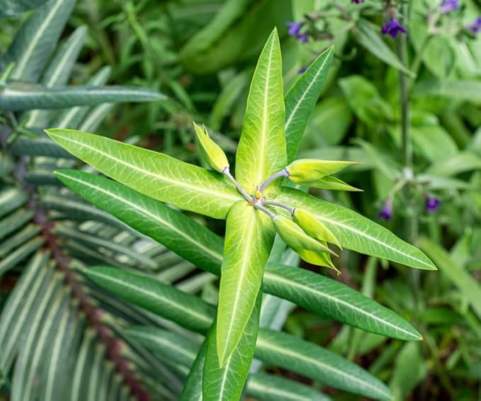 Euphorbia Lathyris Flower Seeds for Planting – Heirloom, Non-GMO, Long Bloom Season Organic Garden Seeds