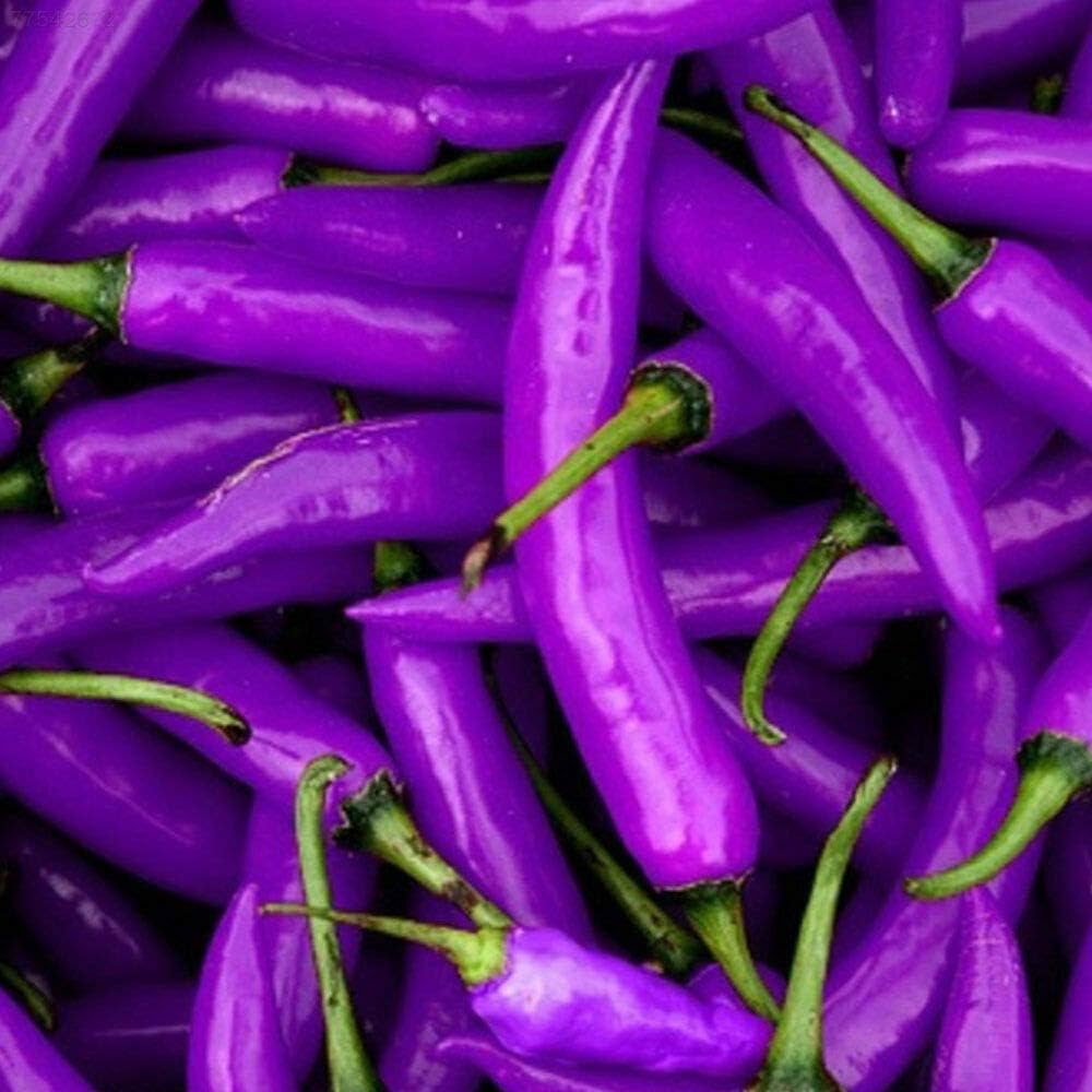 Purple Chilli flower seeds for planting - Heirloom & Non-GMO Garden Seeds