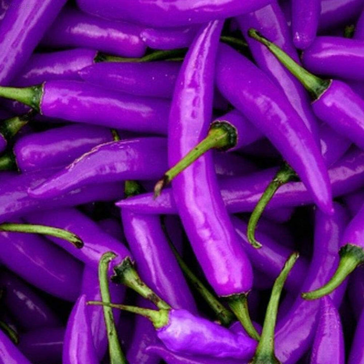 Purple Chilli flower seeds for planting - Heirloom & Non-GMO Garden Seeds