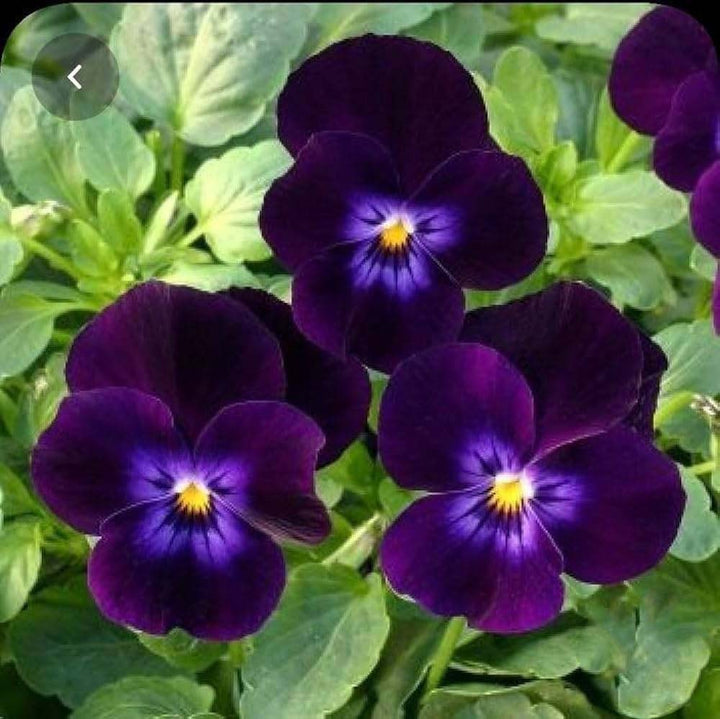 Black Mix Pansy Flower Seeds for Planting – Heirloom, Non-GMO, Fragrant, High Germination Seeds