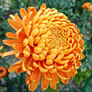 Flower Seeds, Seeds,Seeds For Planting,Plant Seeds