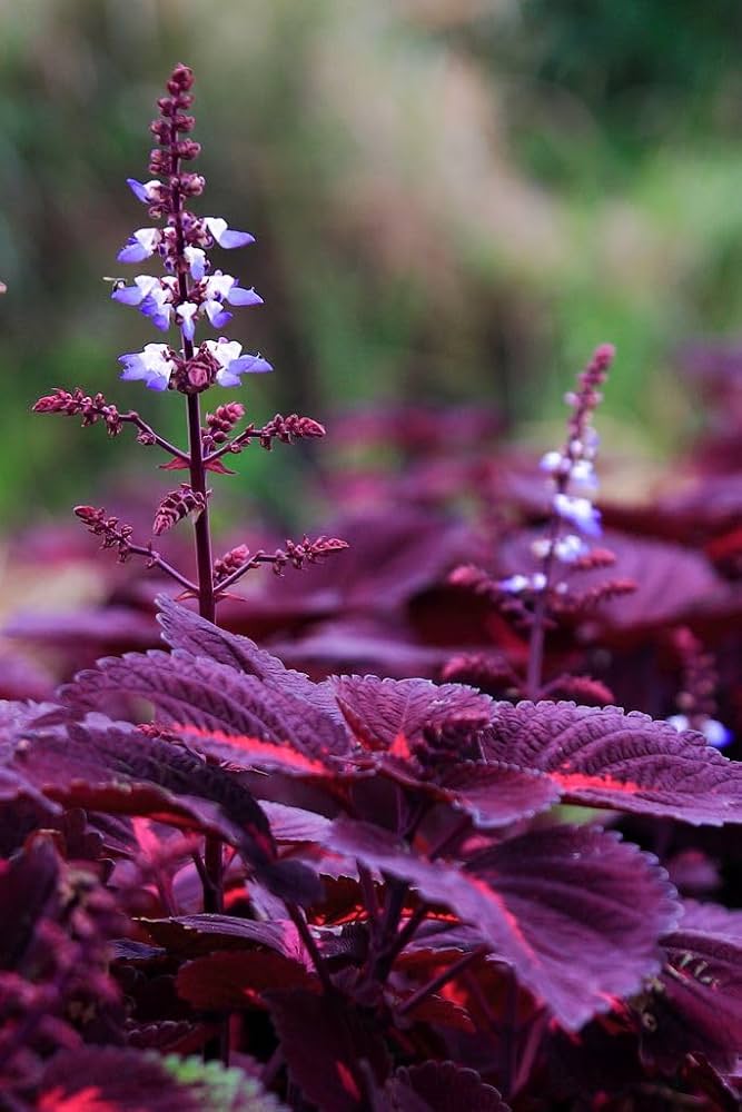 Violet Coleus Flower seeds for Planting – Garden Favorite, Heirloom &amp; Non-GMO Seeds for Home Garden