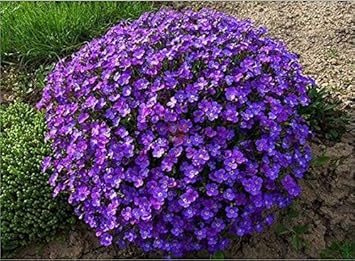 Flower Seeds, Seeds,Seeds For Planting,Plant Seeds