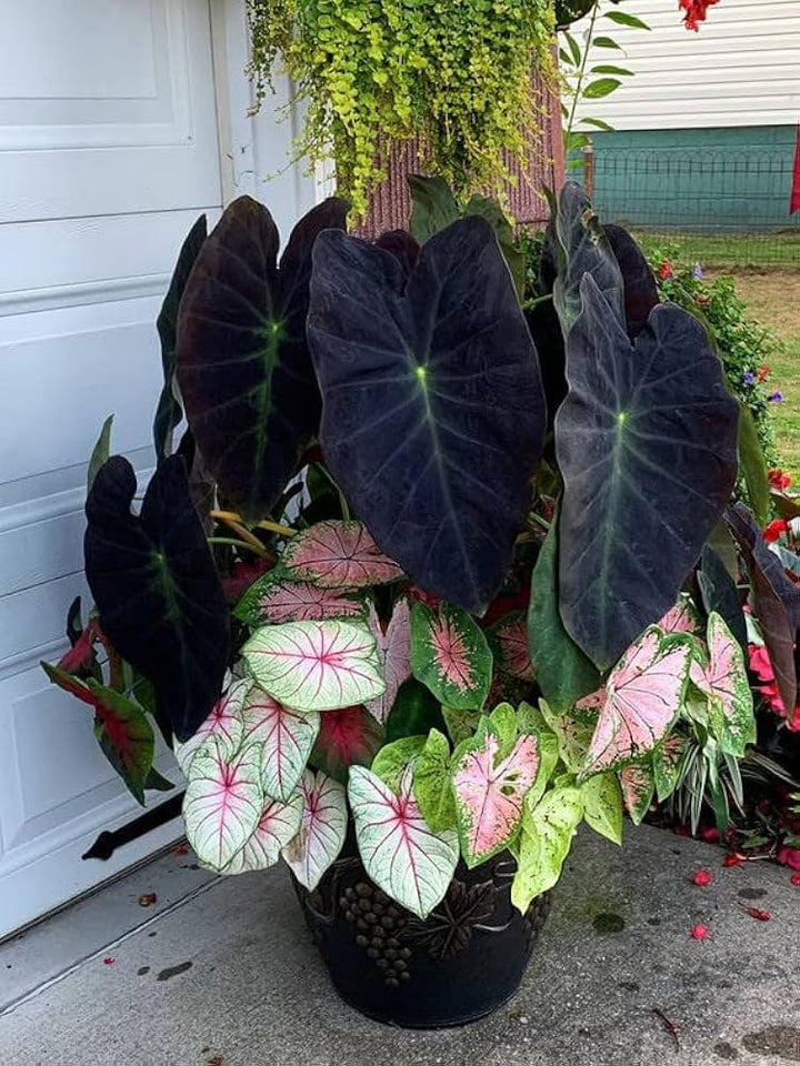 Black Caladium Flower Seeds for Planting – Heirloom Non-GMO, High Germination Organic Garden Seeds