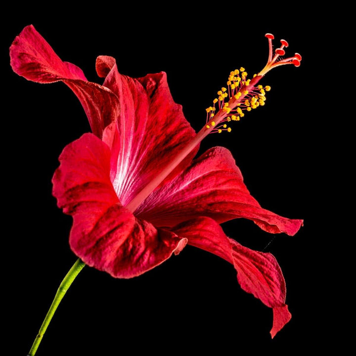 Flower Seeds, Seeds,Seeds For Planting,Plant Seeds