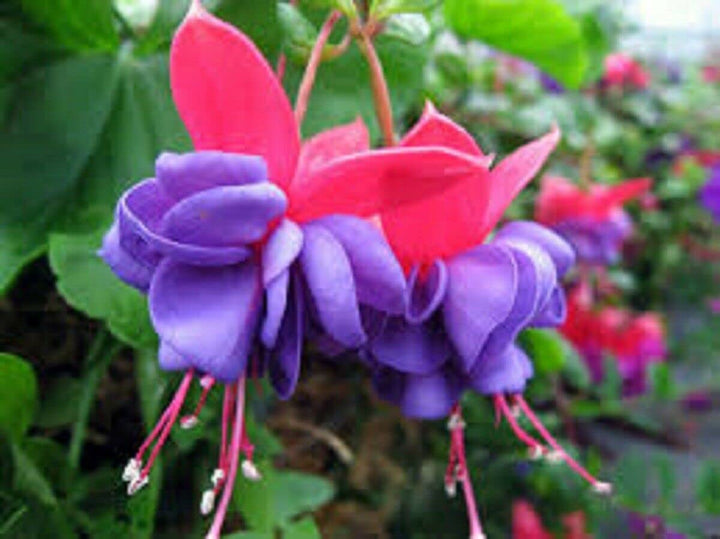 Flower Seeds, Seeds,Seeds For Planting,Plant Seeds
