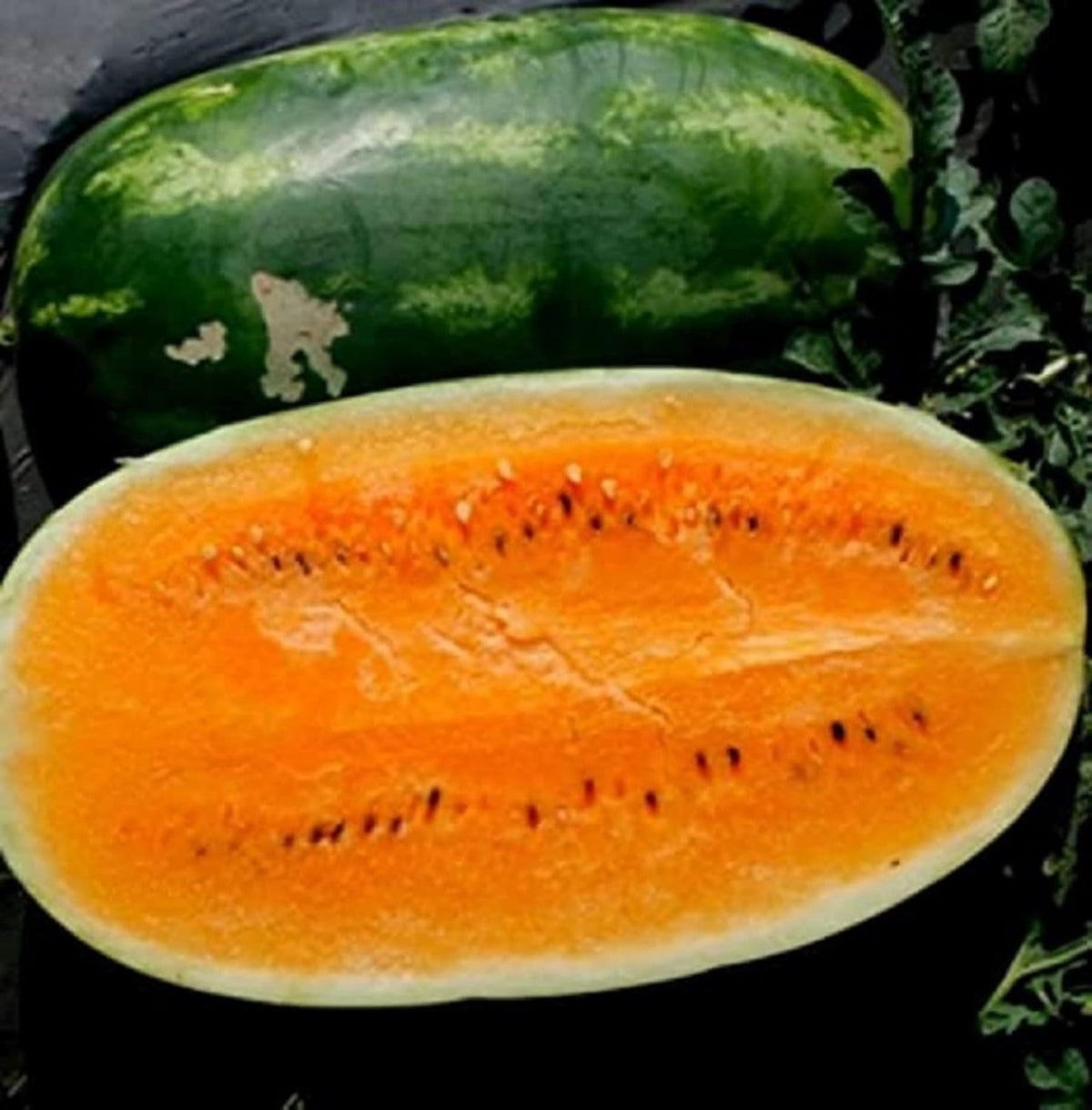 Tendersweet Orange Watermelon Fruit Seeds for Planting – Heirloom, Non-GMO, Juicy Garden Seeds