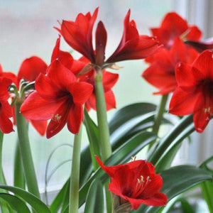 Flower Seeds, Seeds,Seeds For Planting,Plant Seeds