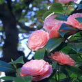 Pink Camellia Flower Seeds for Planting – Heirloom, Non-GMO, Cut-Flower Favorite Organic Garden Seeds
