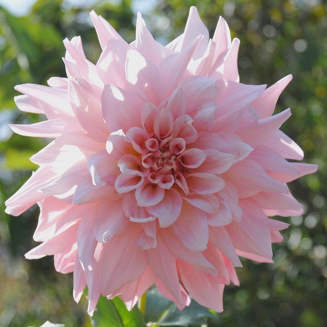 Flower Seeds, Seeds,Seeds For Planting,Plant Seeds