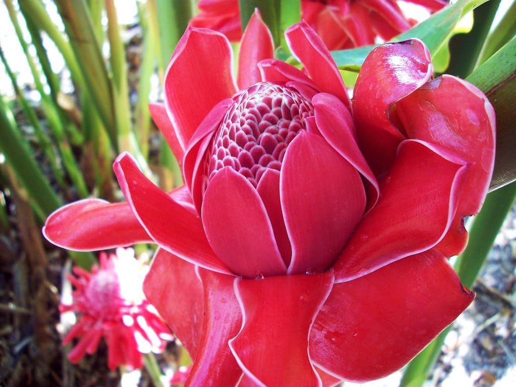 Flower Seeds, Seeds,Seeds For Planting,Plant Seeds