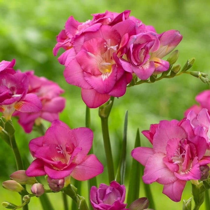 Pink Freesia Flower Seeds for Planting – Heirloom, Non-GMO, High Germination Organic Garden Seeds