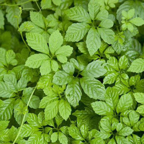 Flower Seeds, Seeds,Seeds For Planting,Plant Seeds
