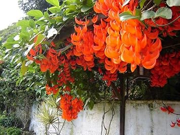 Flower Seeds, Seeds,Seeds For Planting,Plant Seeds