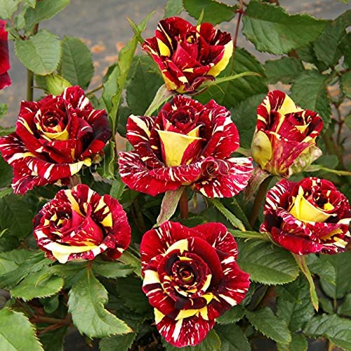 Yellow Maroon Rose Flower seeds for Planting – Shade Tolerant, Heirloom, Non-GMO Seeds for Home Garden