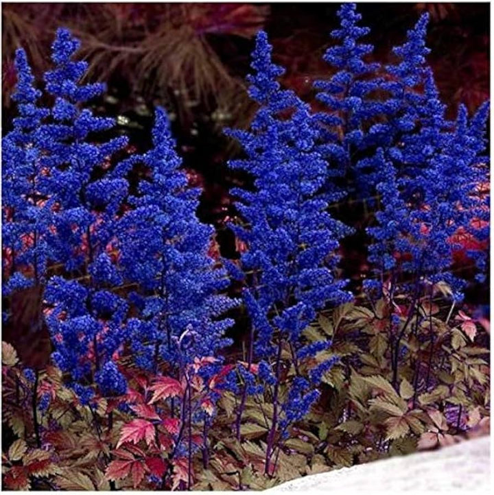 Blue Astilbe Flower Seeds for Planting – Heirloom, Non-GMO, Seasonal Bloomer, High Germination