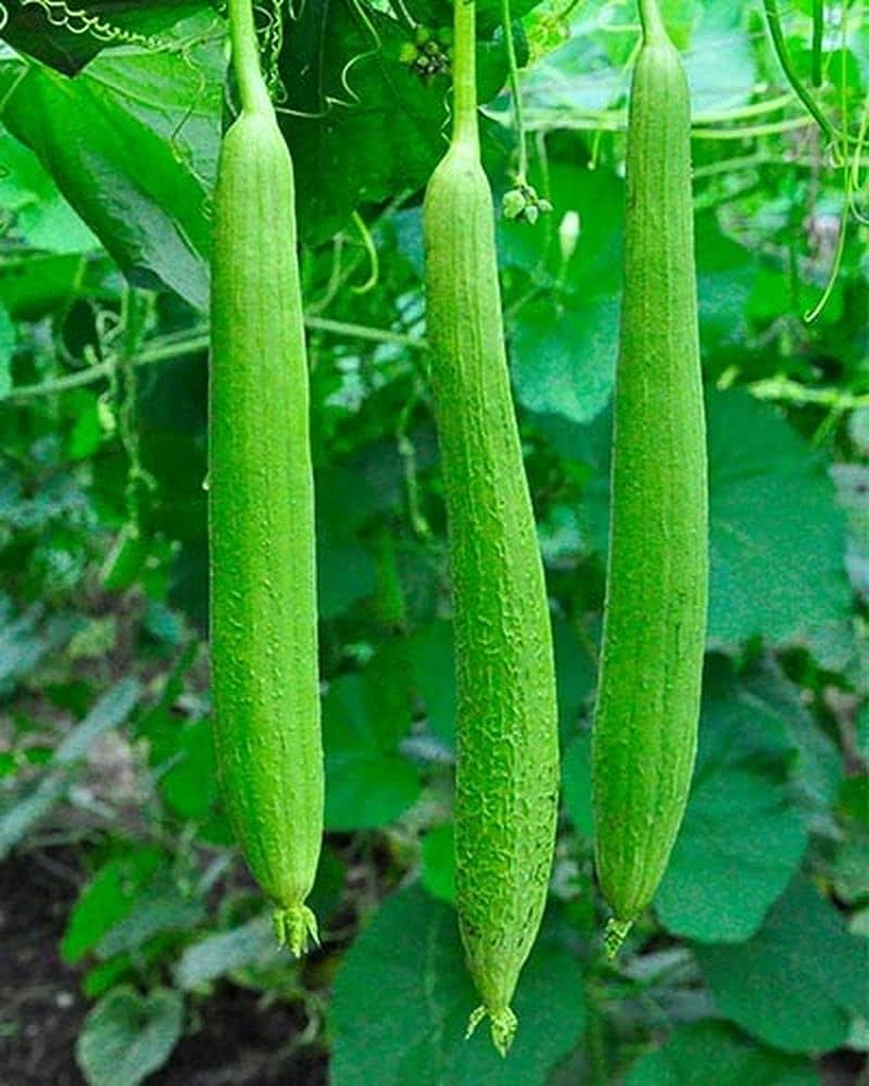 Green Sponge Gourd Vegetable Seeds for Planting – Heirloom & Non-GMO Seeds for Edible & Natural Scrub
