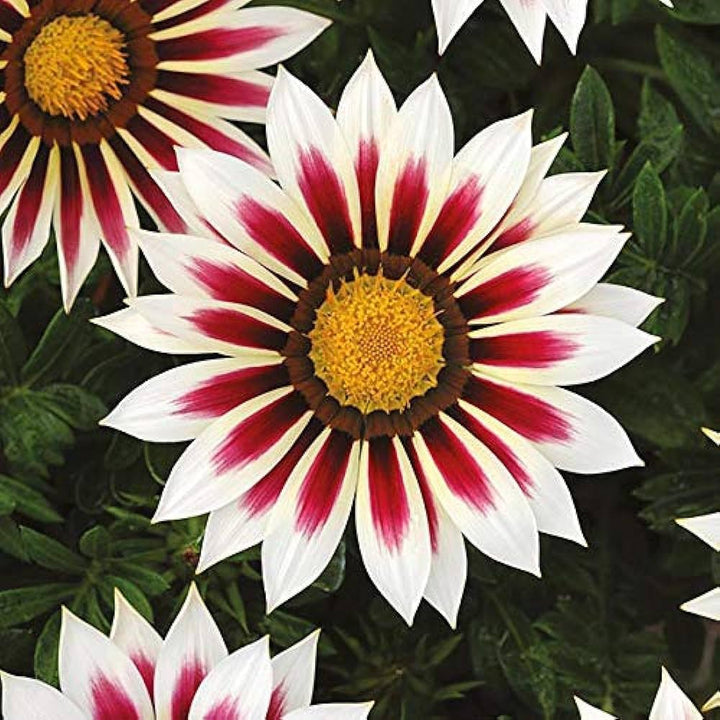 White Red Gazania Flower Seeds for Planting - Heirloom, Non-GMO, High Germination Organic Garden Seeds