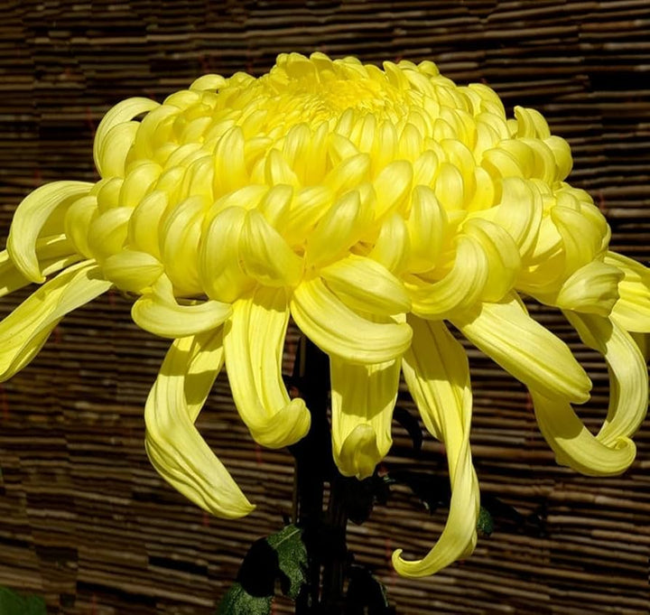 Light Yellow Chrysanthemum Flower Seeds for Planting – Heirloom, Non-GMO, Wildflower Mix Organic Seeds