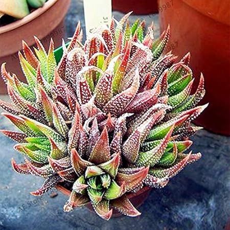 Edible Aloe Vera Mixed Colour Seeds for Planting – Heirloom, Non-GMO, High Germination Organic Garden Seeds for Home Garden