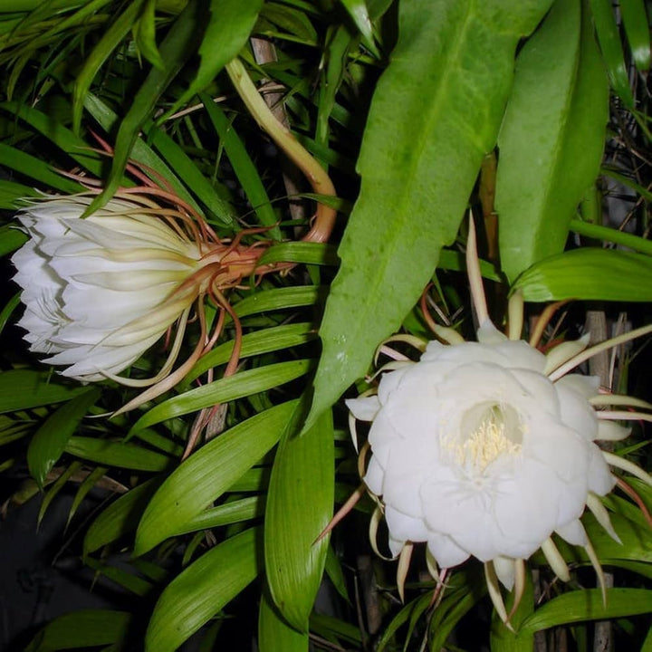 Green Epiphyllum Flower Seeds for Planting – Heirloom Non-GMO, High Germination Organic Garden Seeds