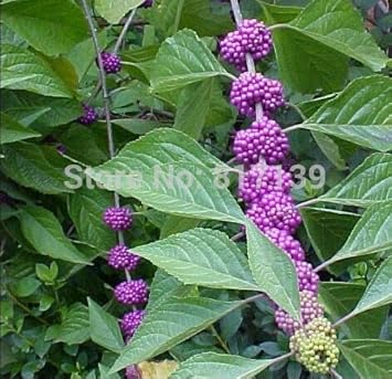 Fruit Seeds,Garden seeds, Seeds For Planting,Plant Seeds