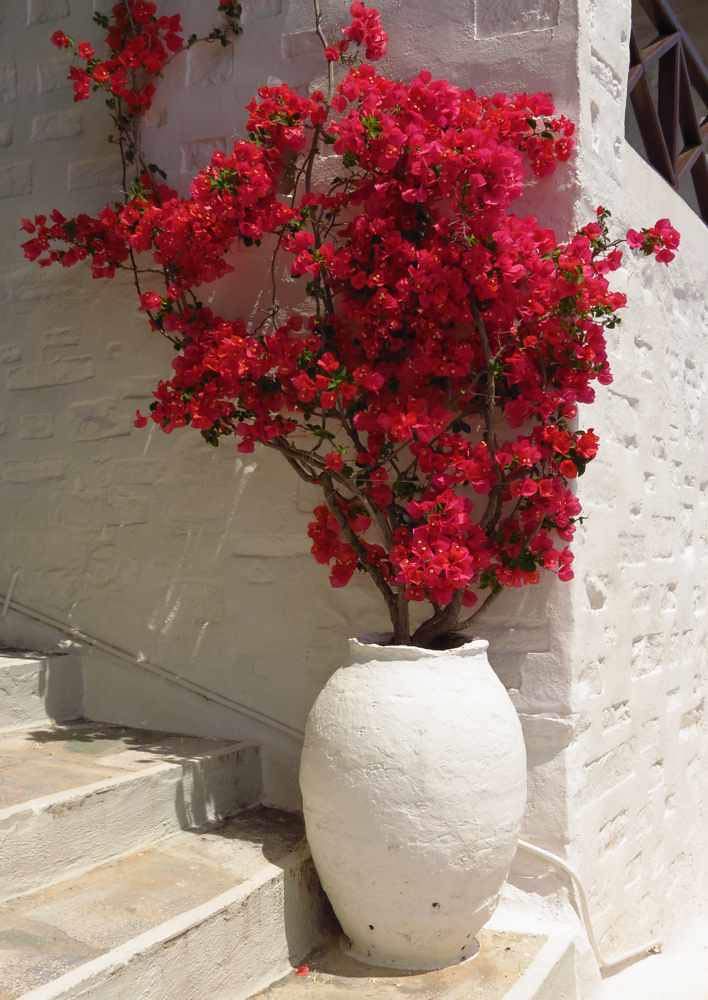 Deep Red Bougainvillea Seeds – Low Maintenance, Heirloom & Non-GMO for Home Gardens