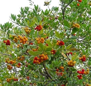 Fruit Seeds,Garden seeds, Seeds For Planting,Plant Seeds