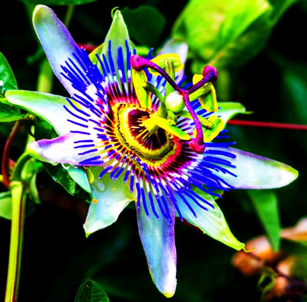 Passion Flower Seeds for Planting Mixed Colors – Heirloom, Non-GMO, High Germination Organic Garden Seeds