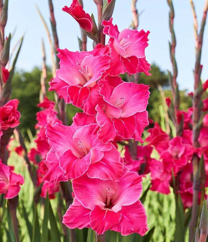 Dark Pink Gladiolus Flower Seeds for Planting – Heirloom, Non-GMO, Organic Garden Seeds, High Germination, Cottage Garden Essential