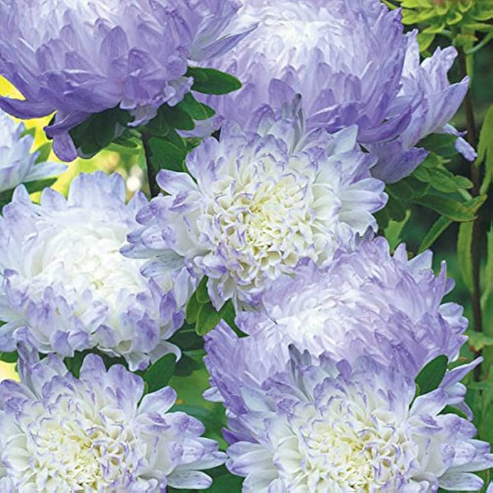 Blue White Aster Flower Seeds for Planting – Heirloom, Non-GMO, High Germination Organic Garden Seeds