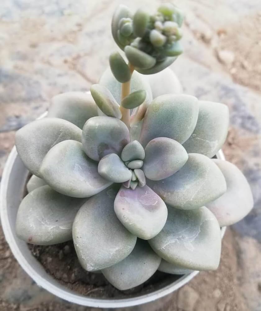 Pachyphytum Flower Seeds – Heirloom Non-GMO Organic Garden Seeds for Planting – Perfect for Borders & Succulent Gardens