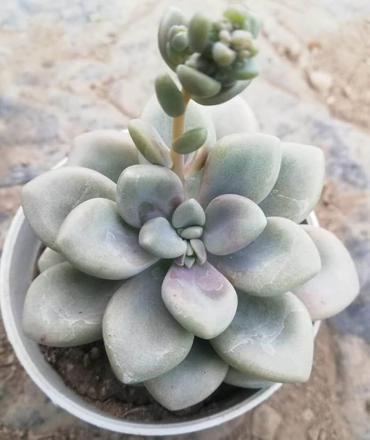 Pachyphytum Flower Seeds – Heirloom Non-GMO Organic Garden Seeds for Planting – Perfect for Borders & Succulent Gardens