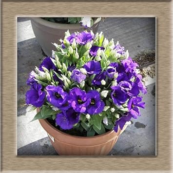 Flower Seeds, Seeds,Seeds For Planting,Plant Seeds