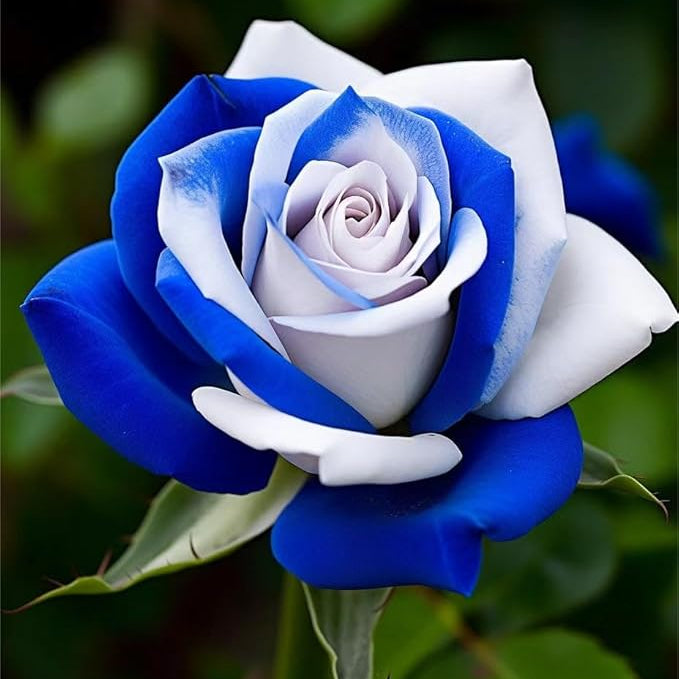 Flower Seeds, Seeds,Seeds For Planting,Plant Seeds