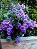 Violet Rose Flower Seeds for Planting – Heirloom, Non-GMO, High Germination Garden Seeds