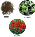 Salvia Splendens Flower Seeds – Vibrant Red Blooms, Heirloom & Non-GMO Garden Seeds