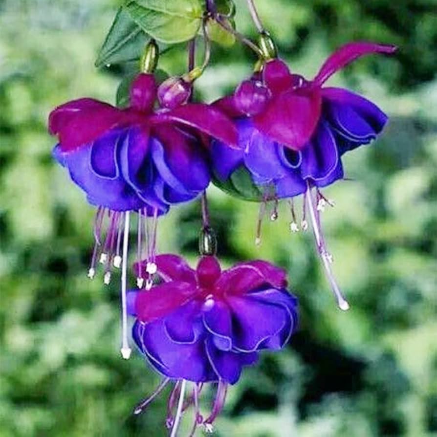 Light Blue Pink Fuchsia Flower Seeds for Planting – Heirloom, Non-GMO, Pollinator Friendly, High Germination