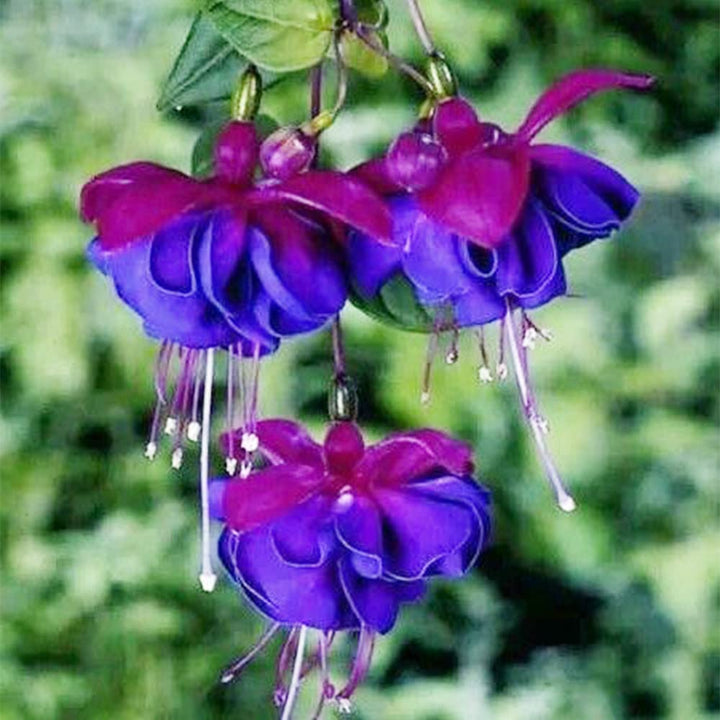 Double Petals Fuchsia Seeds for Planting Light Violet – Sun Loving, Heirloom, Non-GMO, High Germination Organic Garden Seeds